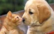 Pet Screensavers