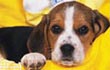 Pet Wallpapers