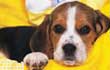 Dog Screensavers