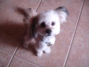 Pet Name