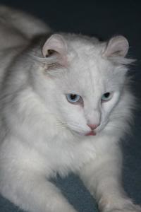 Nikito