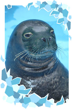 A seal