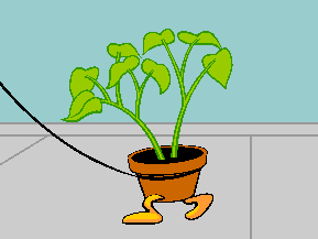 Image result for Take Your Houseplant for a Walk Day gif