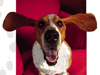 Doggone Fun -- Free Dogs screensavers -- Yahoo! Greetings screensavers