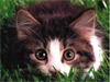 Meow -- Free Cats screensavers -- Yahoo! Greetings screensavers