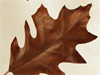 Leaf Clean-Up -- Free Autumn screensavers -- Yahoo! Greetings screensavers