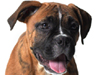 Boxer Puppy -- Free Dogs screensavers -- Yahoo! Greetings screensavers