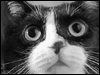 Curious Cats -- Free Cats screensavers -- Yahoo! Greetings screensavers