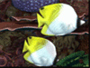 Tropical Reef -- Free Nature screensavers -- Yahoo! Greetings screensavers