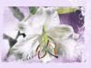 Easter Blooms -- Free Easter screensavers -- Yahoo! Greetings screensavers