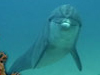 Playful Dolphin -- Free Beach screensavers -- Yahoo! Greetings screensavers