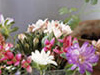 Flowery Show -- Free Summer screensavers -- Yahoo! Greetings screensavers