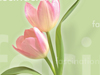 In Any Language -- Free Spring screensavers -- Yahoo! Greetings screensavers
