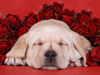 Cuddly Kitties and Canines -- Free Valentine's Day screensavers -- Yahoo! Greetings screensavers