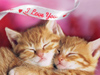 cuddly kittens & canines