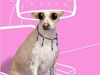 Doggie Chic -- Free Dogs screensavers -- Yahoo! Greetings screensavers
