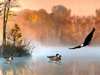 Duck Pond -- Free Nature screensavers -- Yahoo! Greetings screensavers