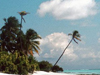 Scenes from Paradise -- Free Beach screensavers -- Yahoo! Greetings screensavers