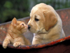 Puppies and Kittens -- Free Cats screensavers -- Yahoo! Greetings screensavers