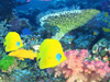 Coral Reef -- Free Aquarium screensavers -- Yahoo! Greetings screensavers
