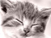 Extra Cozy Places -- Free Cats screensavers -- Yahoo! Greetings screensavers