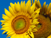 Summer Flowers -- Free Summer screensavers -- Yahoo! Greetings screensavers