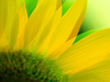 Flower Show -- Free Nature screensavers -- Yahoo! Greetings screensavers
