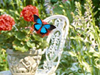Butterfly Gardens -- Free Nature screensavers -- Yahoo! Greetings screensavers