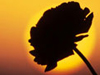 Dramatic Sunsets -- Free Nature screensavers -- Yahoo! Greetings screensavers