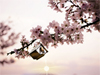 Spring Blossoms -- Free Nature screensavers -- Yahoo! Greetings screensavers