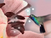A Hummingbird Moment -- Free Nature screensavers -- Yahoo! Greetings screensavers