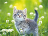 All Kittens -- Free Cats screensavers -- Yahoo! Greetings screensavers