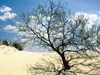 Desert Scenery -- Free Nature screensavers -- Yahoo! Greetings screensavers