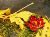 Autumn Leaves -- Free Autumn screensavers -- Yahoo! Greetings screensavers