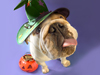 Halloween Pet Parade -- Free Halloween screensavers -- Yahoo! Greetings screensavers