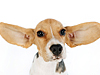 All Puppies -- Free Dogs screensavers -- Yahoo! Greetings screensavers