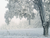 Snowbound -- Free Winter screensavers -- Yahoo! Greetings screensavers