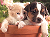 Buddies -- Free Dog wallpapers -- Yahoo! Greetings wallpapers