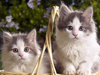 Basket of Kittens -- Free Cat wallpapers -- Yahoo! Greetings wallpapers