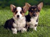 Did Someone Say "Dinner"? -- Free Dog wallpapers -- Yahoo! Greetings wallpapers