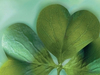 Shamrocks -- Free St. Patrick's Day wallpapers -- Yahoo! Greetings wallpapers