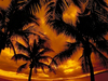 Tropical Dream -- Free Summer wallpapers -- Yahoo! Greetings wallpapers