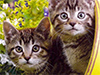 Summer Kittens -- Free Cat wallpapers -- Yahoo! Greetings wallpapers