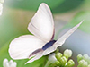 Butterflies and Flowers -- Free Flower Photo wallpapers -- Yahoo! Greetings wallpapers