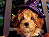 Happy Howloween -- Free Halloween wallpapers -- Yahoo! Greetings wallpapers