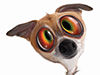 All Screwed Up! -- Free Twisted Whiskers wallpapers -- Yahoo! Greetings wallpapers