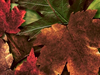 Fall Leaves -- Free Autumn wallpapers -- Yahoo! Greetings wallpapers