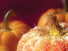 Autumn Magic -- Free Autumn wallpapers -- Yahoo! Greetings wallpapers