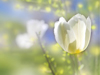 May Calendar -- Free May wallpapers -- Yahoo! Greetings wallpapers