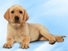June Calendar -- Free June wallpapers -- Yahoo! Greetings wallpapers
